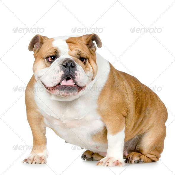 english Bulldog - Stock Photo - Images