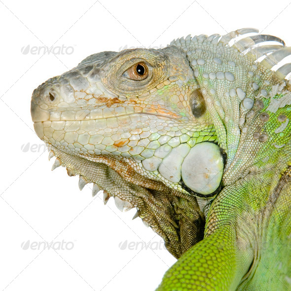 green iguana - Stock Photo - Images