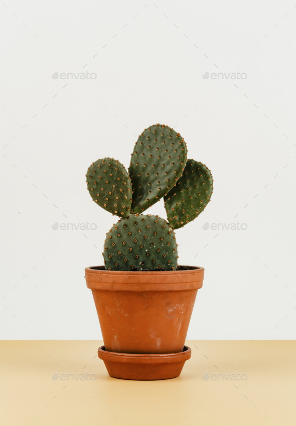 Bunny ears cactus in a flowerpot