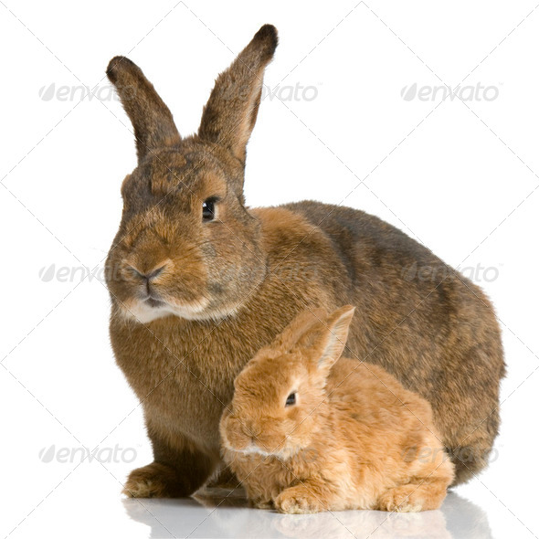 Mother Rabbit - Stock Photo - Images