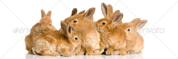 group of bunnies - Stock Photo - Images