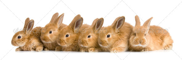 mundane-mysteries-what-is-a-group-of-bunnies-called-star-99-9