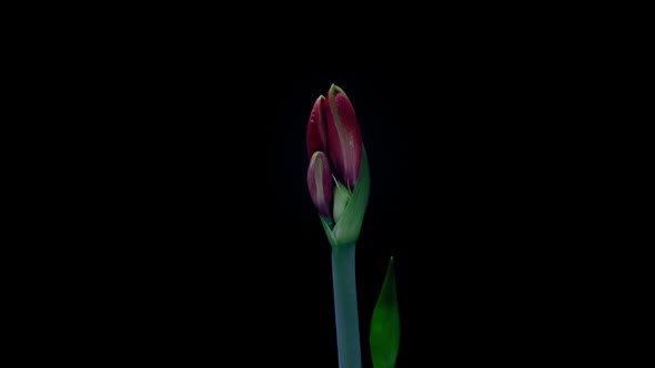 Red Hippeastrum Opens Flowers in Time Lapse on a Black Background alt