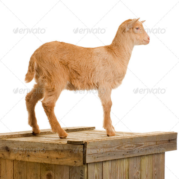 Goat - Stock Photo - Images