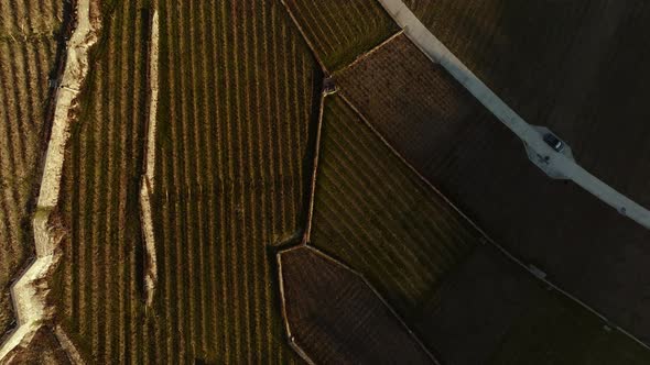 Terraced vineyards from above during sunset with incredible contrast between light and shadow alt