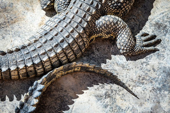 Black crocodile leather texture closeup background., Stock image