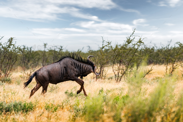 Large african antelope Gnu running in yellow dry grass