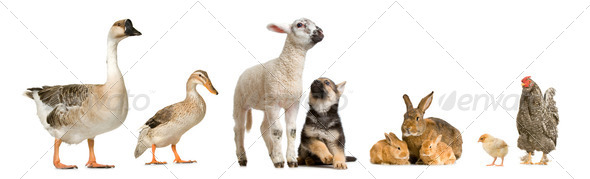 farm animals - Stock Photo - Images