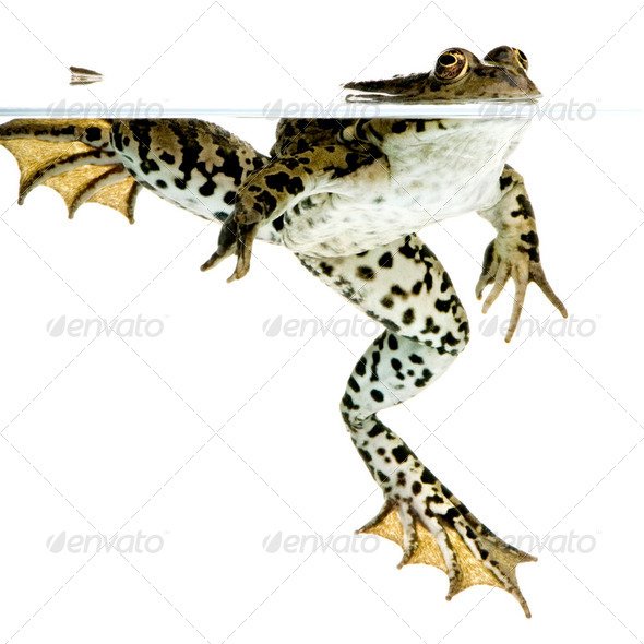 surfacing Frog - Stock Photo - Images