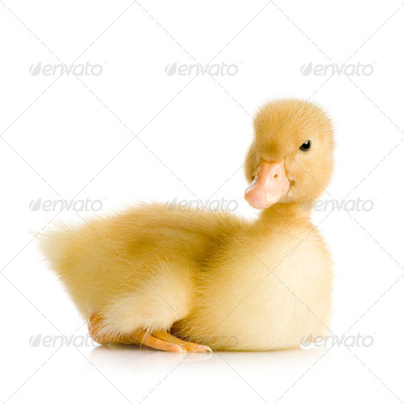 Duckling four days - Stock Photo - Images