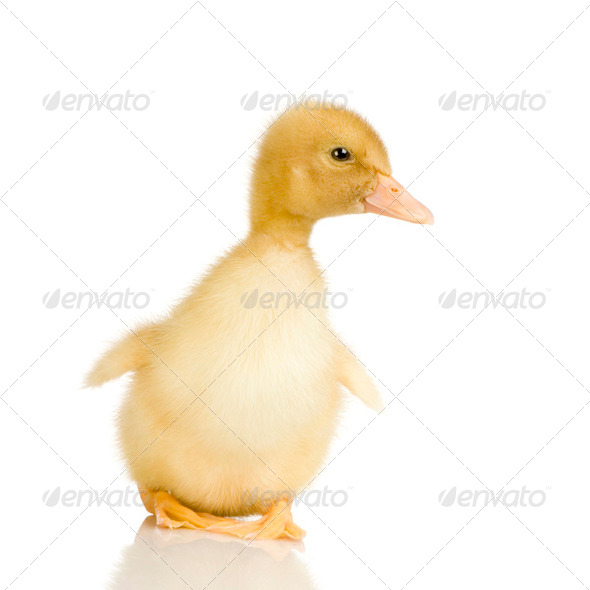 Duckling four days - Stock Photo - Images