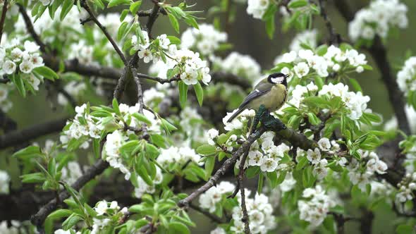 Titmouse Birds Are Sitting on Blooming Tree with Many White Small Flowers