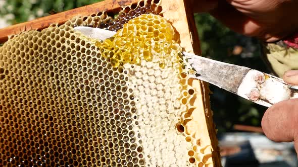 The Beekeeper Cuts the Wax From the Bee Frame with a Knife alt