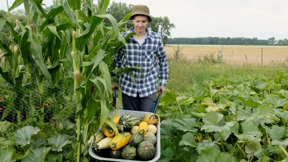 Positive Teenager pick up, across a field, wheelbarrow cart full of Zucchini.