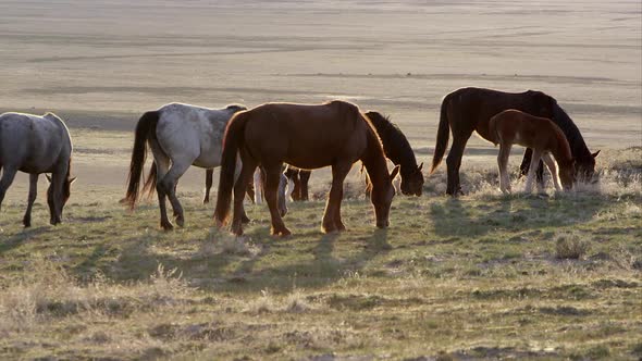 Herd of wild horses grazing backlit from the sun. alt