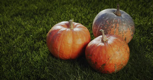 Three Beautiful Large Pumpkins Lie on the Green Grass alt