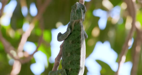 Green chameleon crawling on branches
