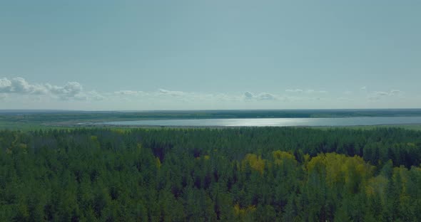Calm and Sunny Weather in Summertime Aerial Landscape with Pine Forest and River  Prores