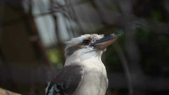 White and exotic bird close up alt