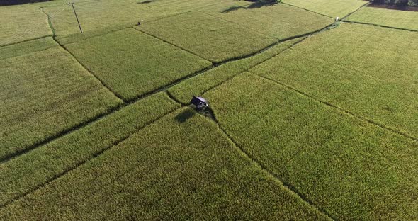 Aerial rice tree alt