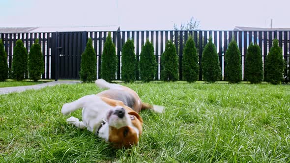 Dog Beagle Lies at Grass Outdoors on the Lawn and Follow Order Turn Around alt