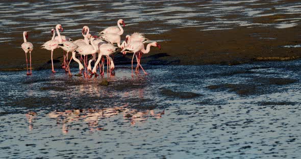 Gorgeous wild flamingos are walking in shallow water of Atlantic ocean, Namibia, 4k alt