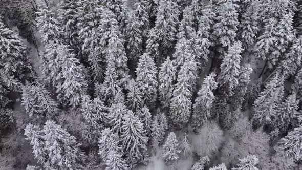 Aerial Forest view - Winter Landscape Aerial alt