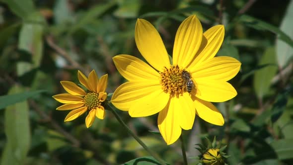 Bee On Yellow Flower alt