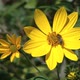 Bee On Yellow Flower - VideoHive Item for Sale