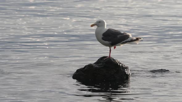 Birds of Pacific Gulls Standing on One Foot on Stone Surrounded by Waves Water