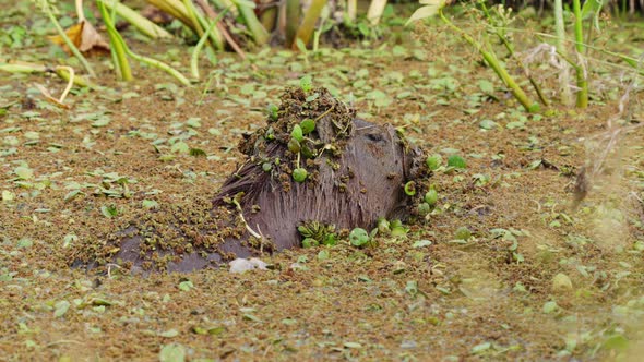 Wet capybara, hydrochoerus hydrochaeris soaking in the mire surrounded by swampy plants and vegetati alt