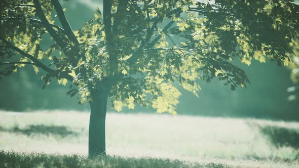 The Green Mapple Leaves in the Summer alt