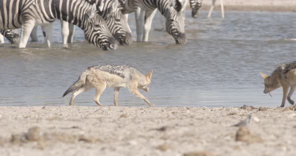 Jackals Going After Birds