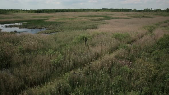 Aerial View of Bog Lands with White Herons Nesting Place alt