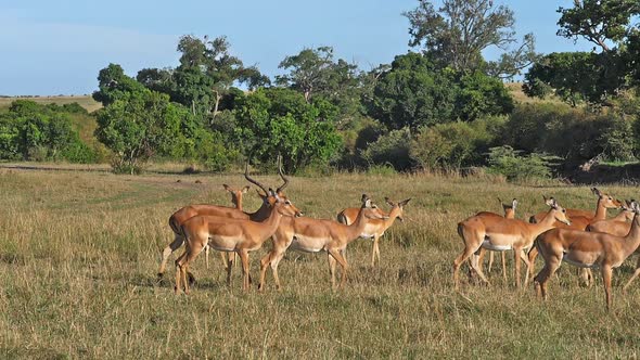 980449 Impala, aepyceros melampus, Male and f Females, Masai Mara Park in Kenya, slow motion alt