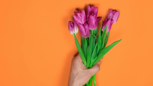 Stop Motion Animation Male Hand Holding a Bouquet of Seven Organic Purple Tulips Waving Them From alt
