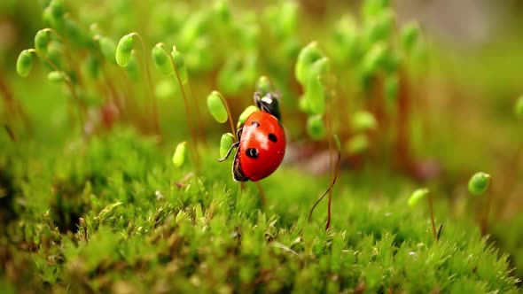 Closeup Wildlife of a Ladybug in the Green Grass in the Forest alt