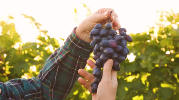 Close Up View of Red Grape Grapes in Sunlight at Sunset alt