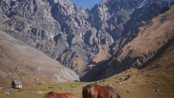 Beautiful Horse on the Background of Mountains alt