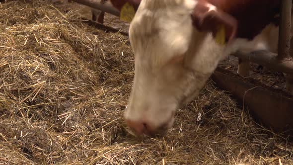 Cow Eating In Farm