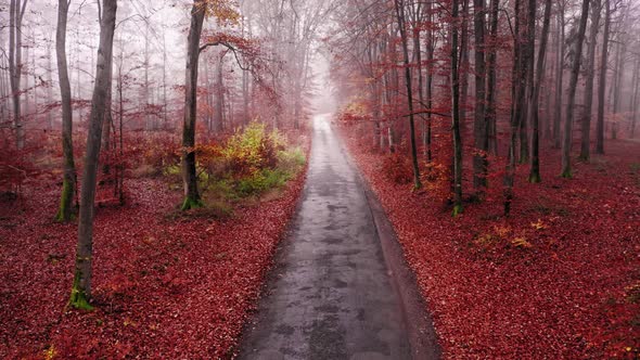 Asphalt road and forest in autumn. Aerial view of nature alt