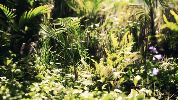 Close Up Jungle Grass and Plants alt
