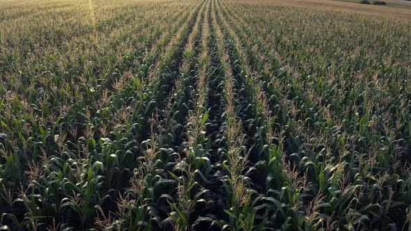 Corn field, flight over the cream of corn stalks, excellent growth,