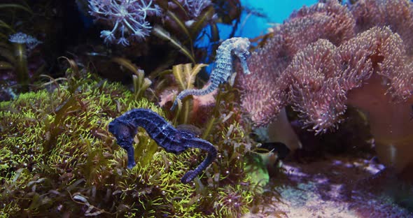 Blue Seahorses Swimming In Aquarium alt
