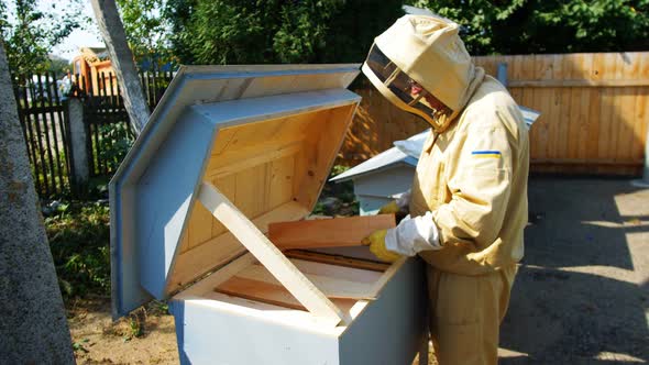 Beekeeper Holding a Honeycomb Full of Bees  60p