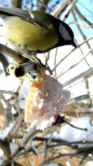 Hungry Birds Great Tit or Parus Major are Pecking Lard Which Hangs From Branch alt