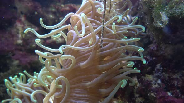 Sea anemones showing the texture and tentacles