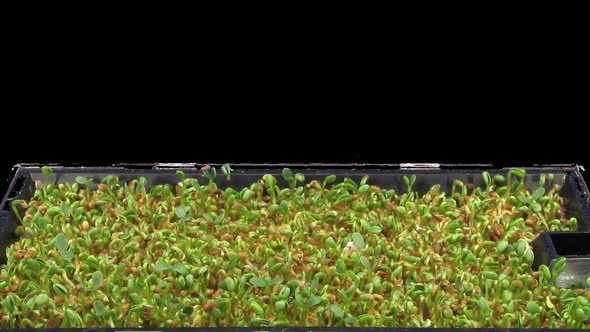 Time-lapse of germinating microgreens red clover seeds with ALPHA channel alt