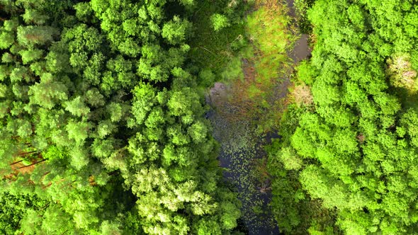 Top dowm view of river, swamps and forest in summer alt