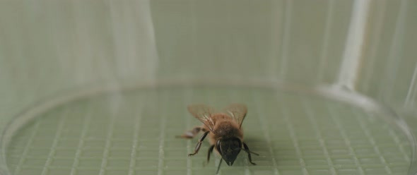A bee facing forward moving